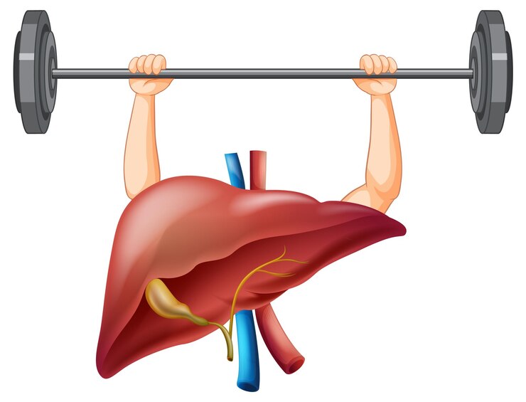 A graphic illustration of the liver with surrounding labels describing Hepatitis. The liver is shown in a healthy state and also in a state affected by Hepatitis, highlighting inflammation and damage. 