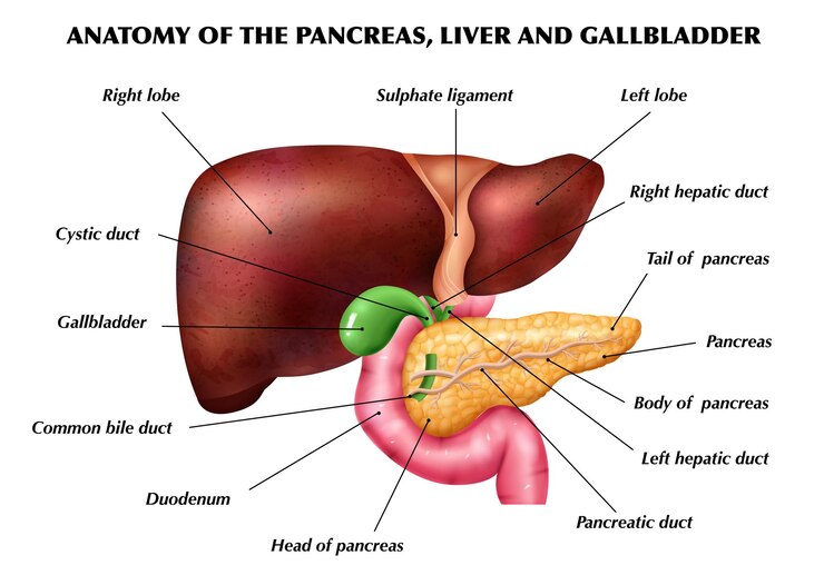 Illustration of the liver with highlighted areas indicating inflammation caused by autoimmune conditions, accompanied by medical icons and labels explaining symptoms and treatment options