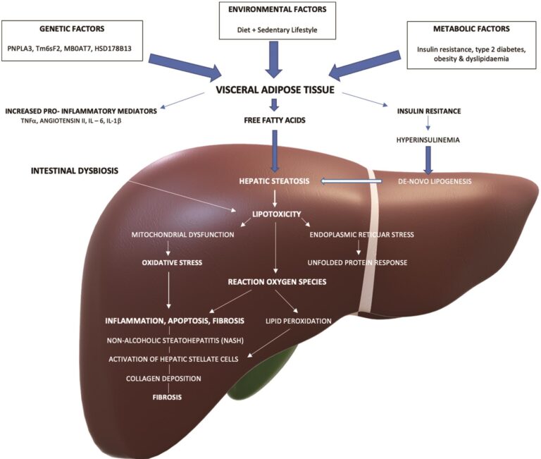Mitophagy in the liver is a critical cellular process that involves the removal and recycling of damaged mitochondria. This process helps maintain liver health by ensuring that only healthy mitochondria function, thereby optimizing energy production and reducing oxidative stress. Understanding and enhancing mitophagy can lead to significant advancements in the treatment of liver diseases and overall liver function.