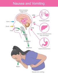 Learn about liver diseases, including causes, symptoms, diagnosis, and treatment options. Explore how conditions like hepatitis, cirrhosis, and fatty liver disease affect liver function and overall health