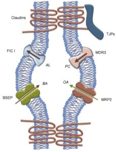 Genetic Disease